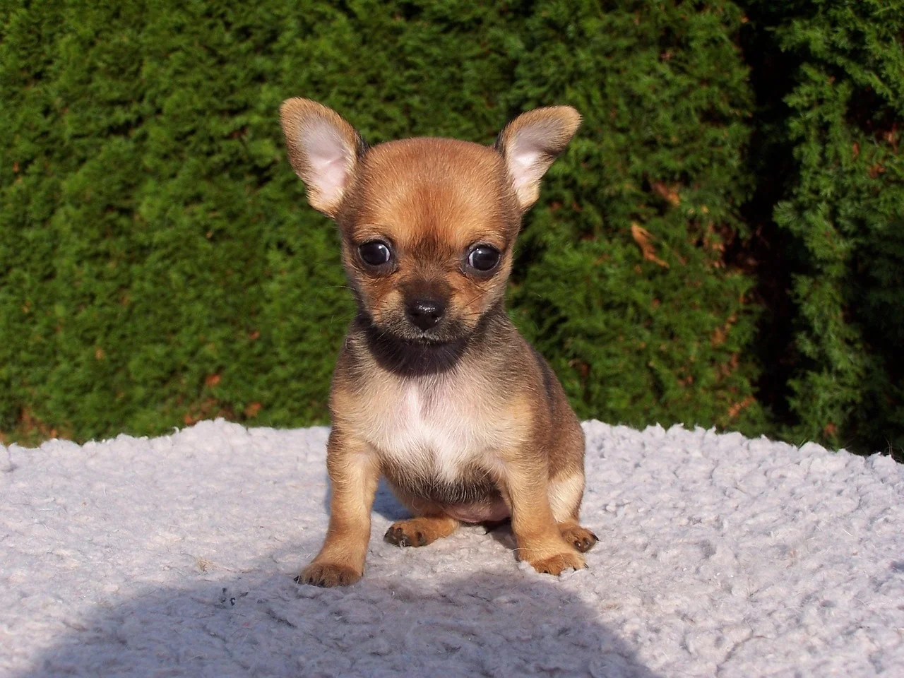 Chihuahua caine de talie mica cu un caracter puternic
