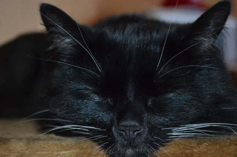 ce inseamna cand visezi iepure gri