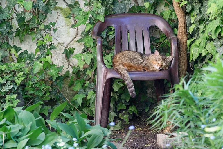 ce inseamna cand visezi ca te pupa cineva pe obraz