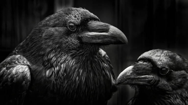 inima neagra semnificatie