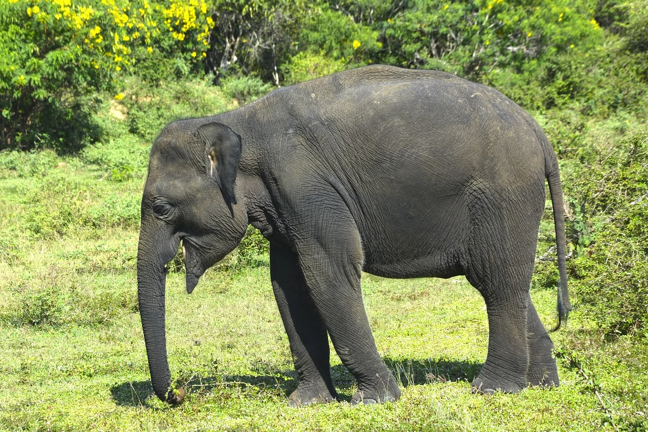 elefant cu trompa in jos semnificatie