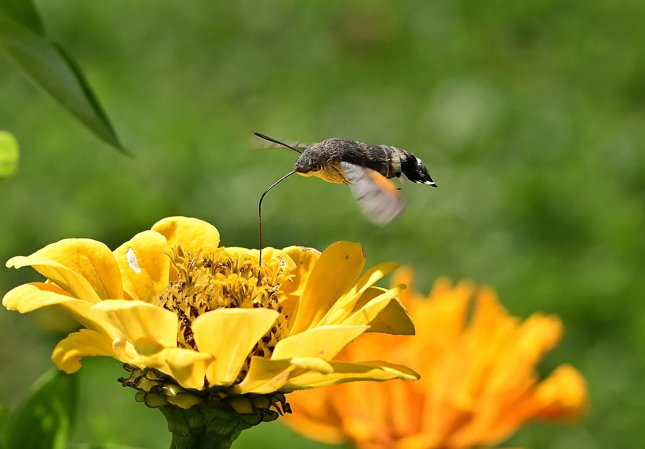 pasarea colibri semnificatie