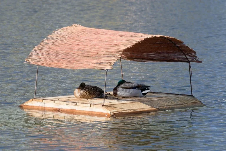 ce inseamna cand visezi delfini