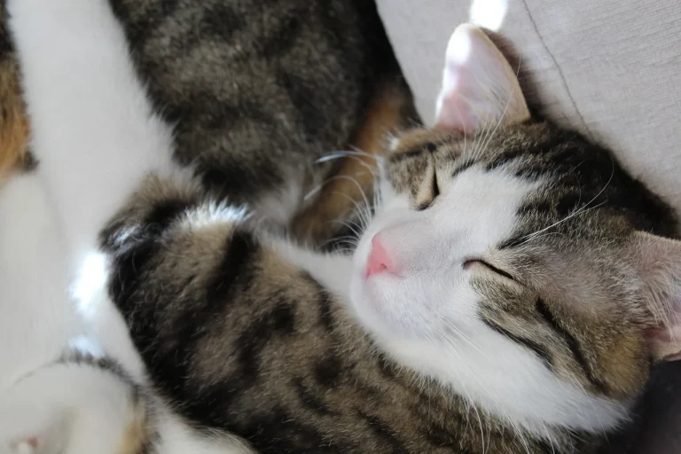 ce inseamna cand visezi ca nasti un baiat