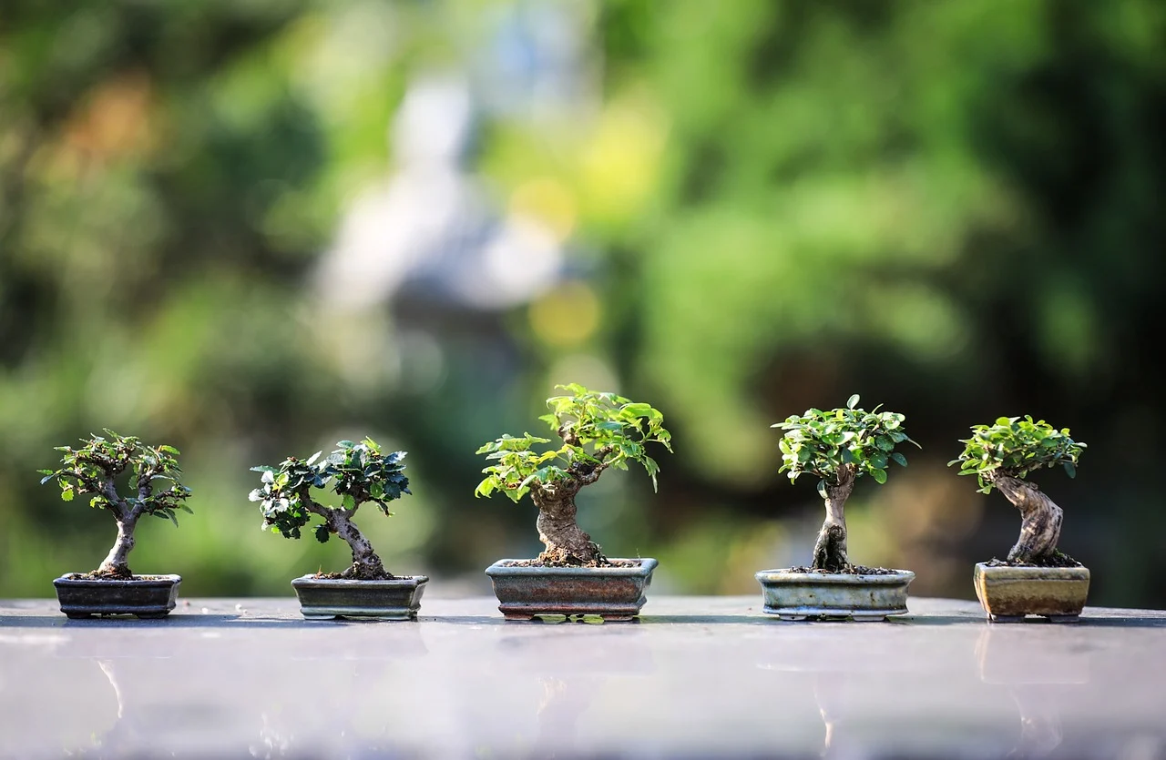 semnificatie bonsai cadou
