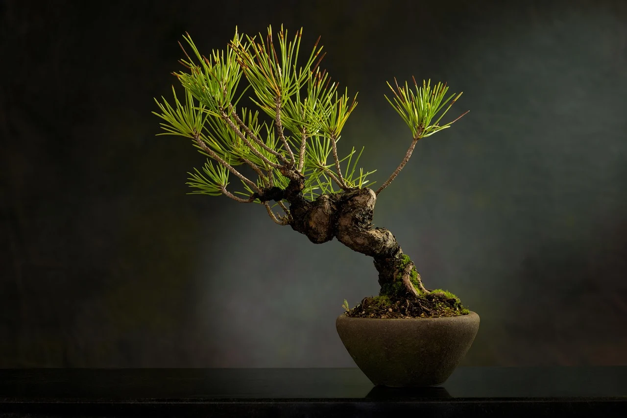 bonsai semnificatie