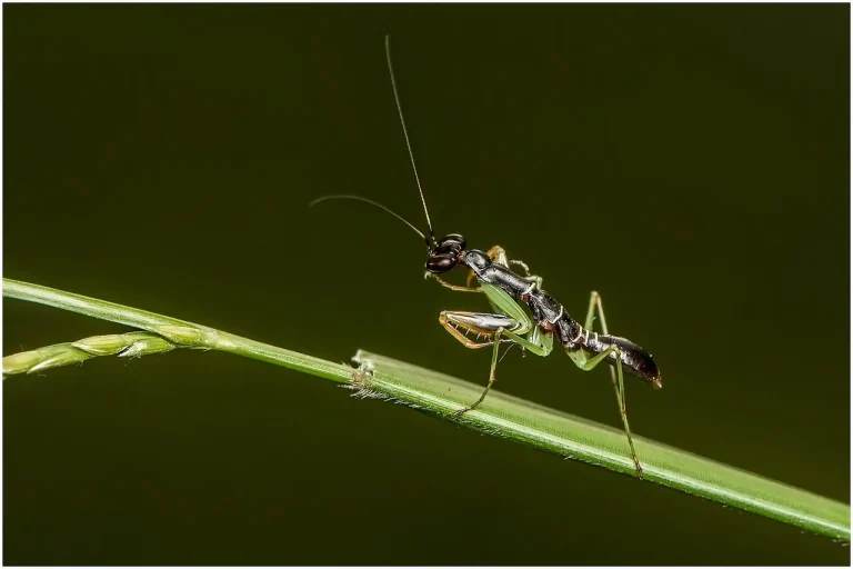 calugarita insecta semnificatie spirituala