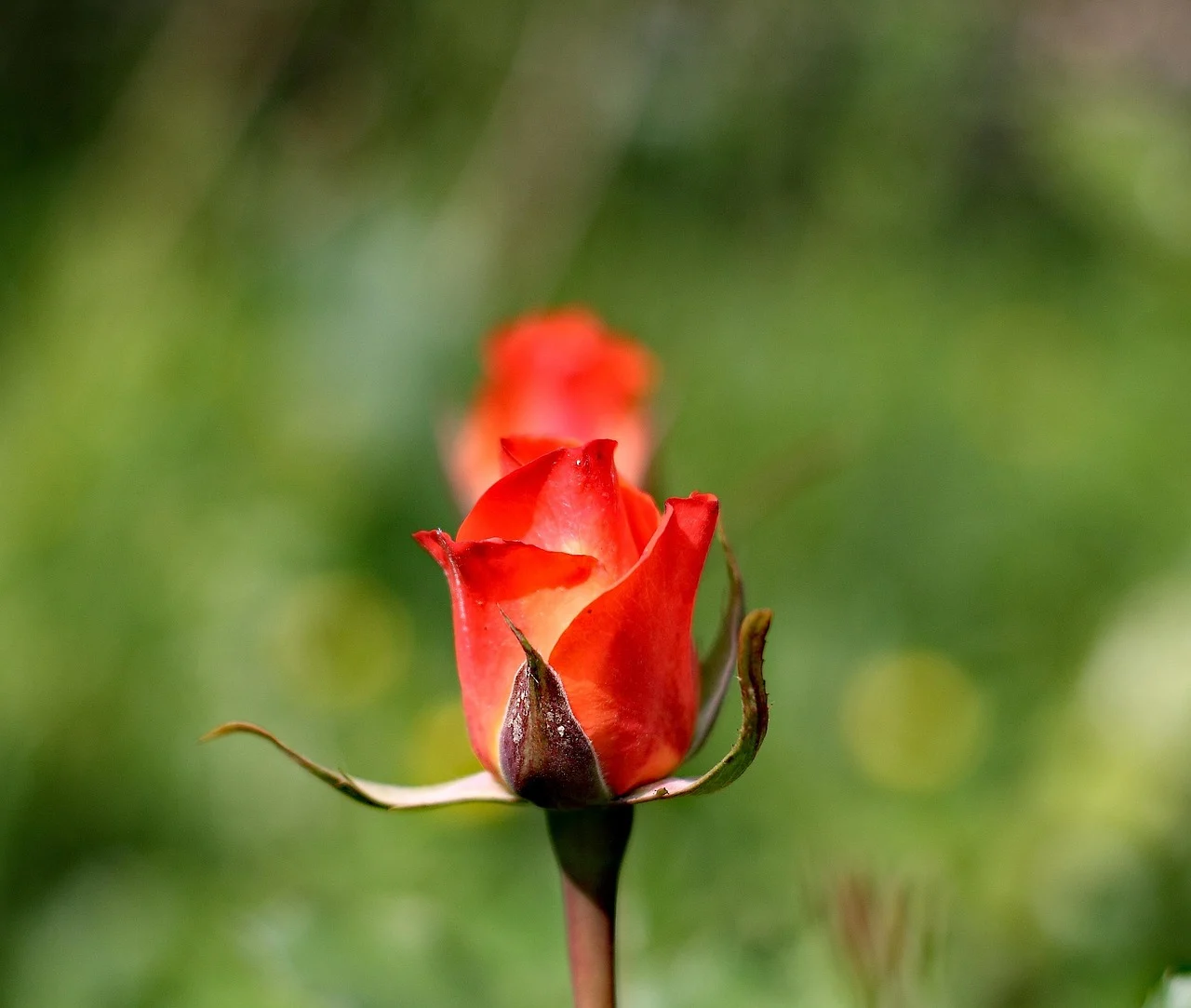 floare anthurium semnificatie