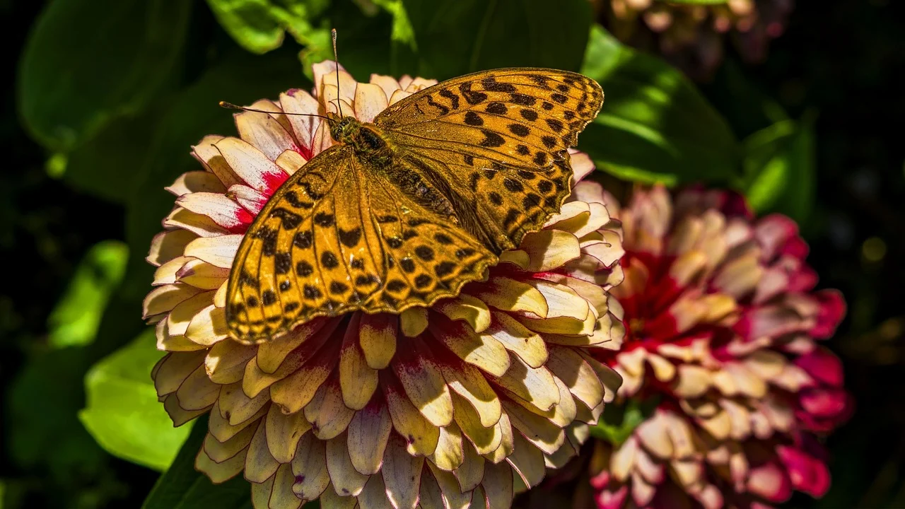 cutia pandorei semnificatie