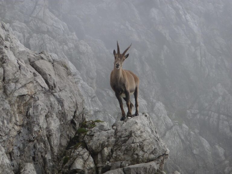 barbatul capricorn