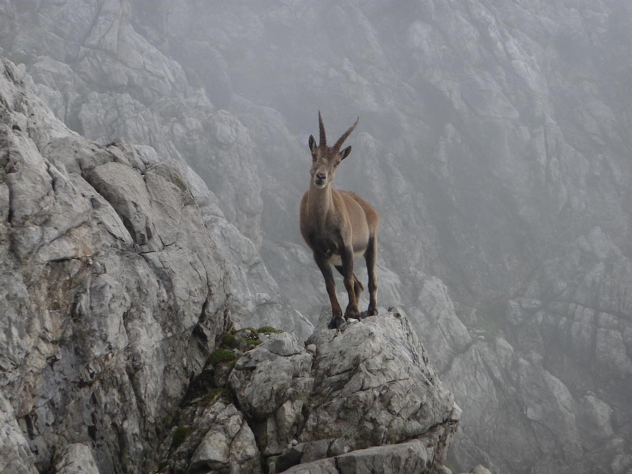 barbatul capricorn