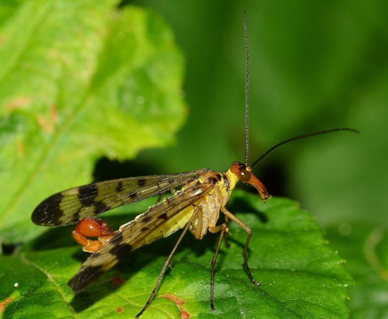 barbatul perfect pentru femeia scorpion