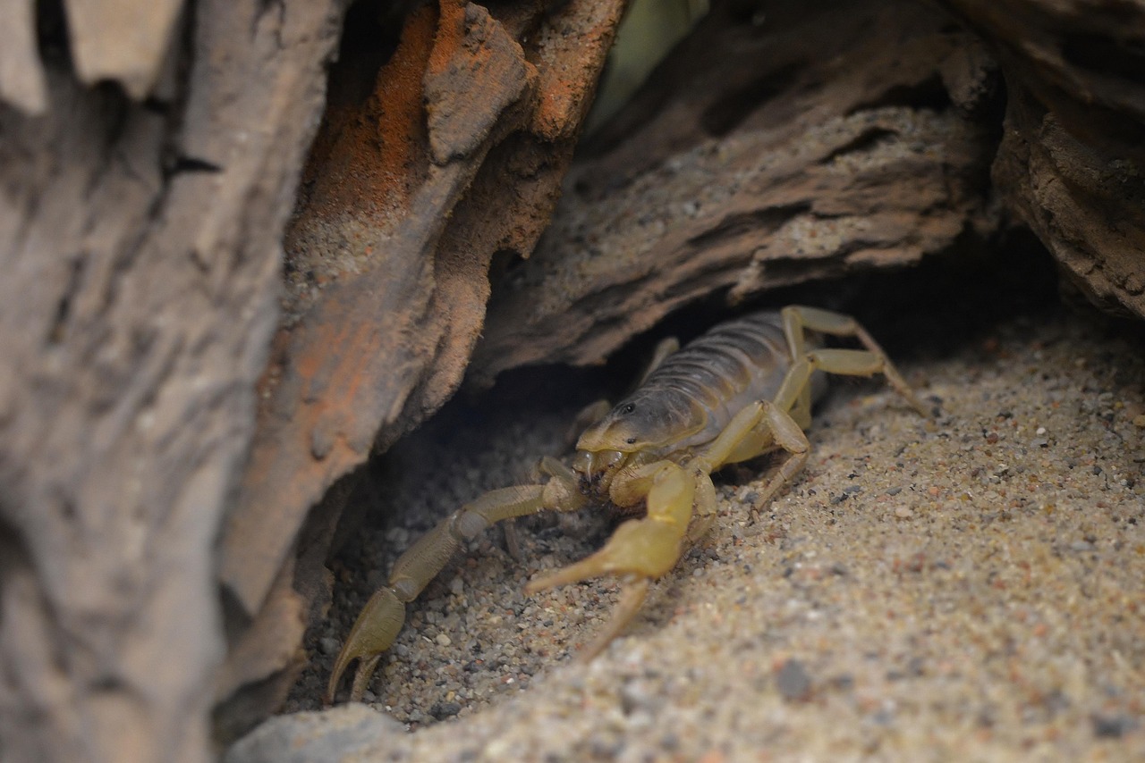 ce il atrage pe barbatul scorpion