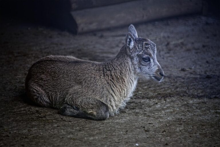 ce il innebuneste pe barbatul capricorn la o femeie