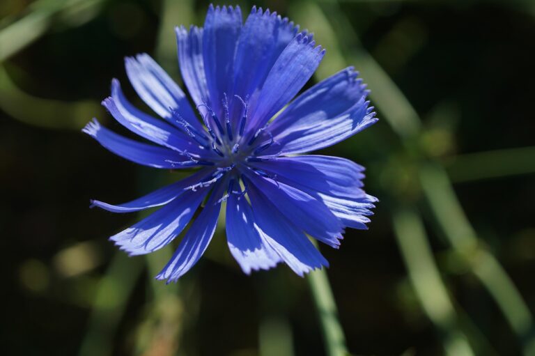 iris semnificatie nume