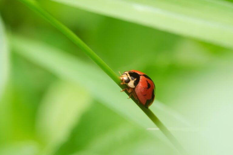 ce inseamna cand visezi iarba verde